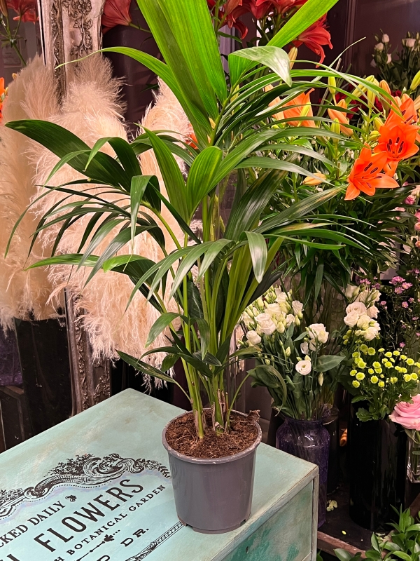 Kentia Palm, Howea Forsteriana   Medium