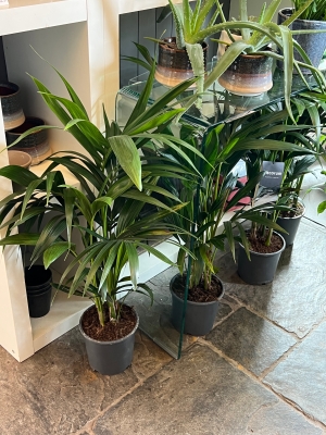 Kentia Palm, Howea Forsteriana   Medium