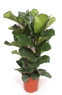 Ficus Lyrata (Fig Leaf)