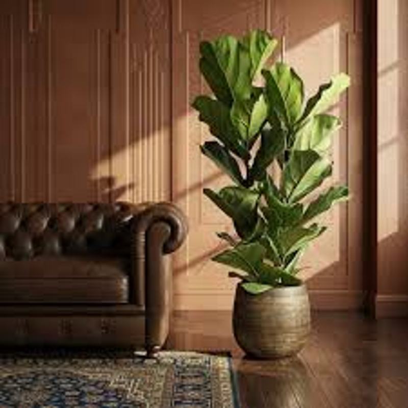 ficus lyrata fig leaf