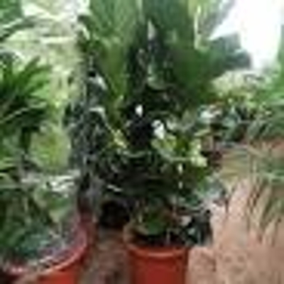 ficus lyrata fig leaf