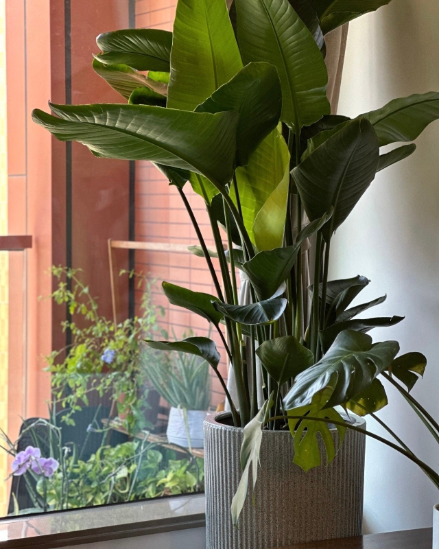 Strelitzia (Bird Of Paradise) 1.6m