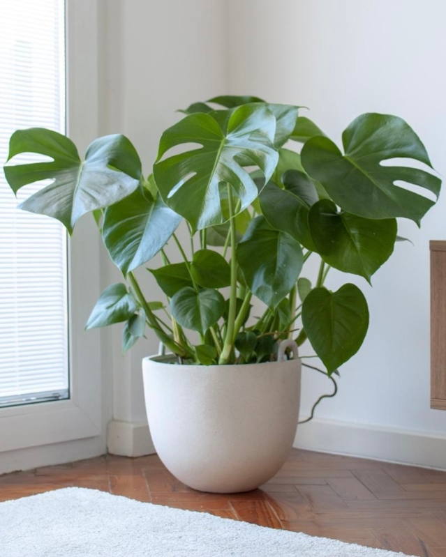 Monstera (Cheese Plant) 1.5m