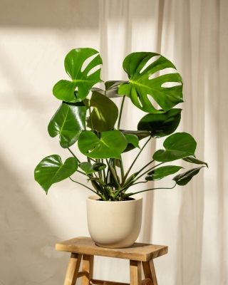 Monstera (Cheese Plant) 1.5m