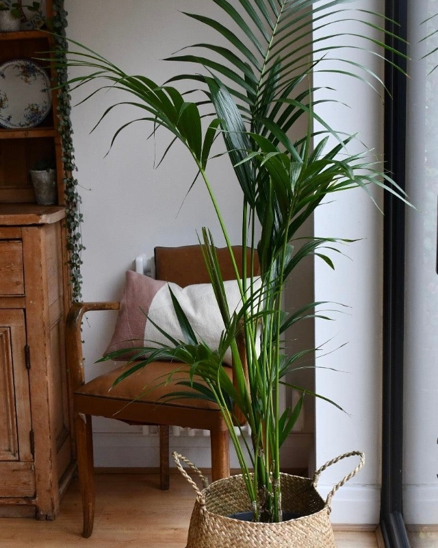 Howea Forsteriana (Palm) 1.6m