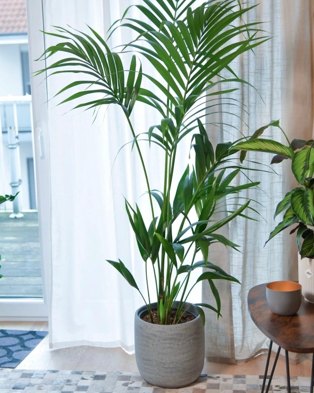 Howea Forsteriana (Palm) 1.6m