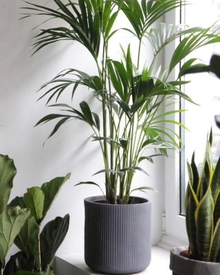 Howea Forsteriana (Palm) 1.6m