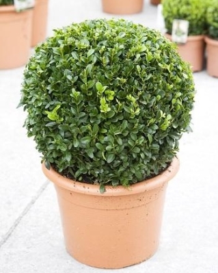 Buxus (Boxwood) 35 to 40cm