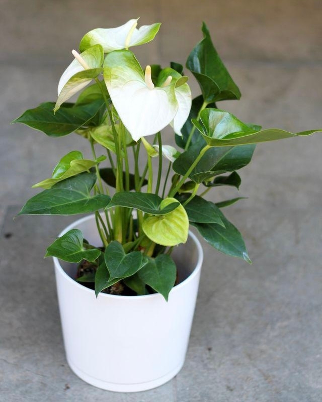 Anthurium (White) 45cm