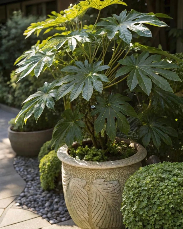 Outdoor Fatsia Japonica (Japanese Aralia) 45cm