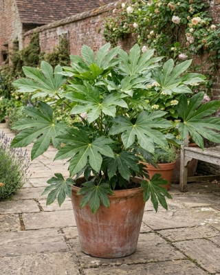 Outdoor Fatsia Japonica (Japanese Aralia) 45cm