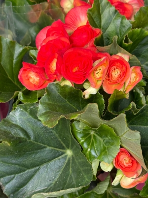 Begonia (orange)