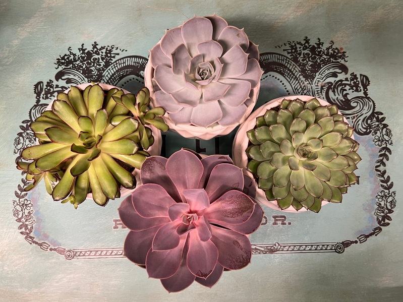 Extra Large Succulents