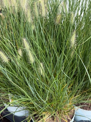 Pennisetum alopecuroides ‘Little Hameln’ (Fountain Grass)