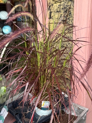 Pennisetum alopecuroides ‘Rubrum’ (Purple Fountain Grass)