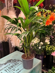 Kentia Palm, Howea Forsteriana   Medium