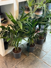 Kentia Palm, Howea Forsteriana   Medium