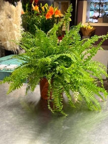 Indoor Fern, Nephrolepis Exaltata Large