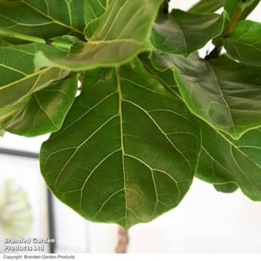 ficus lyrata fig leaf