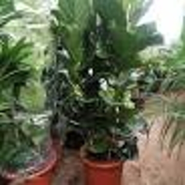 ficus lyrata fig leaf