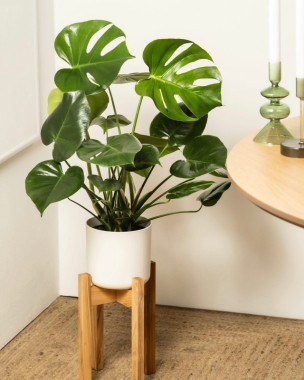 Monstera (Cheese Plant) 1.5m