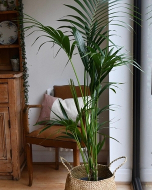 Howea Forsteriana (Palm) 1.6m