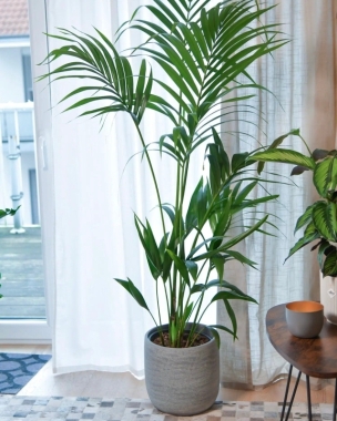 Howea Forsteriana (Palm) 1.6m