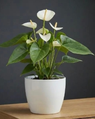 Anthurium (White) 45cm