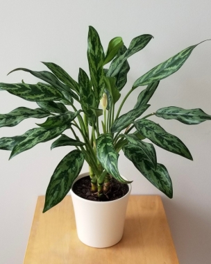 Aglaonema (Miss Julliette) 17cm