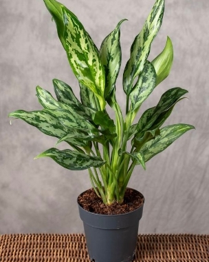 Aglaonema (Miss Julliette) 17cm