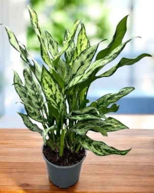 Aglaonema (Miss Julliette) 17cm