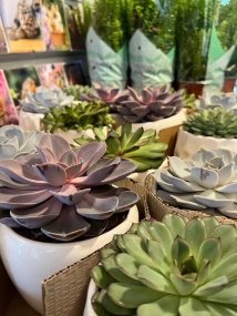 Extra Large Succulents