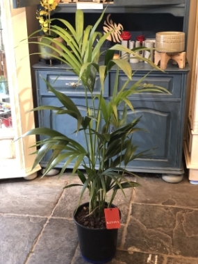Kentia Palm, Howea Forsteriana   Large