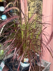 Pennisetum alopecuroides ‘Rubrum’ (Purple Fountain Grass)